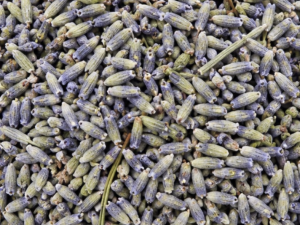 1 kilo de semillas de lavanda
